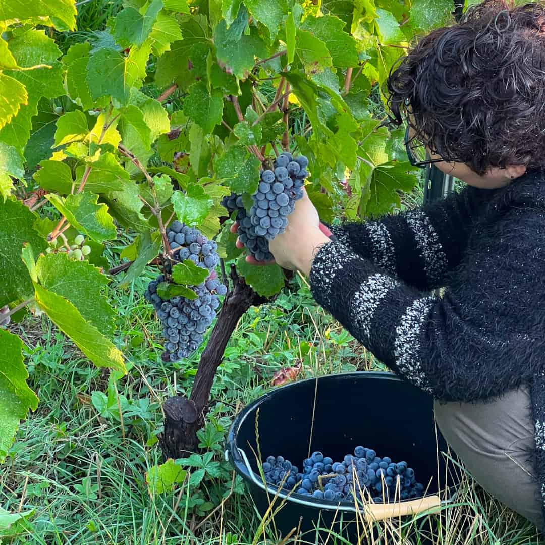 Vendanges 2022 (format carré)